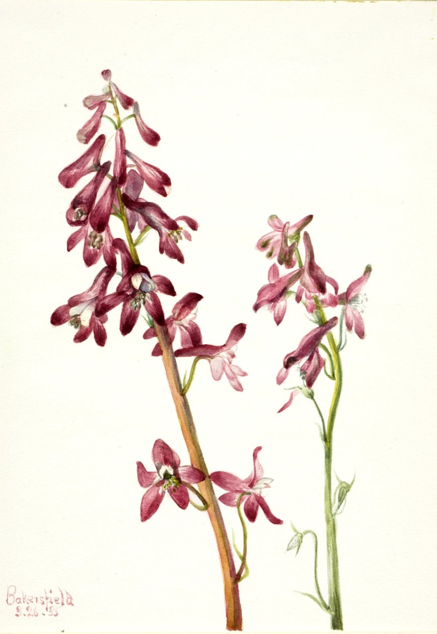 Red Larkspur Delphinium nudicale, 1935. tekijältä Mary Vaux Walcott