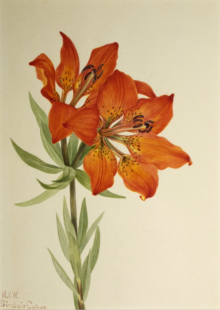 Punainen lilja (Lilium montanum) tekijältä Mary Vaux Walcott