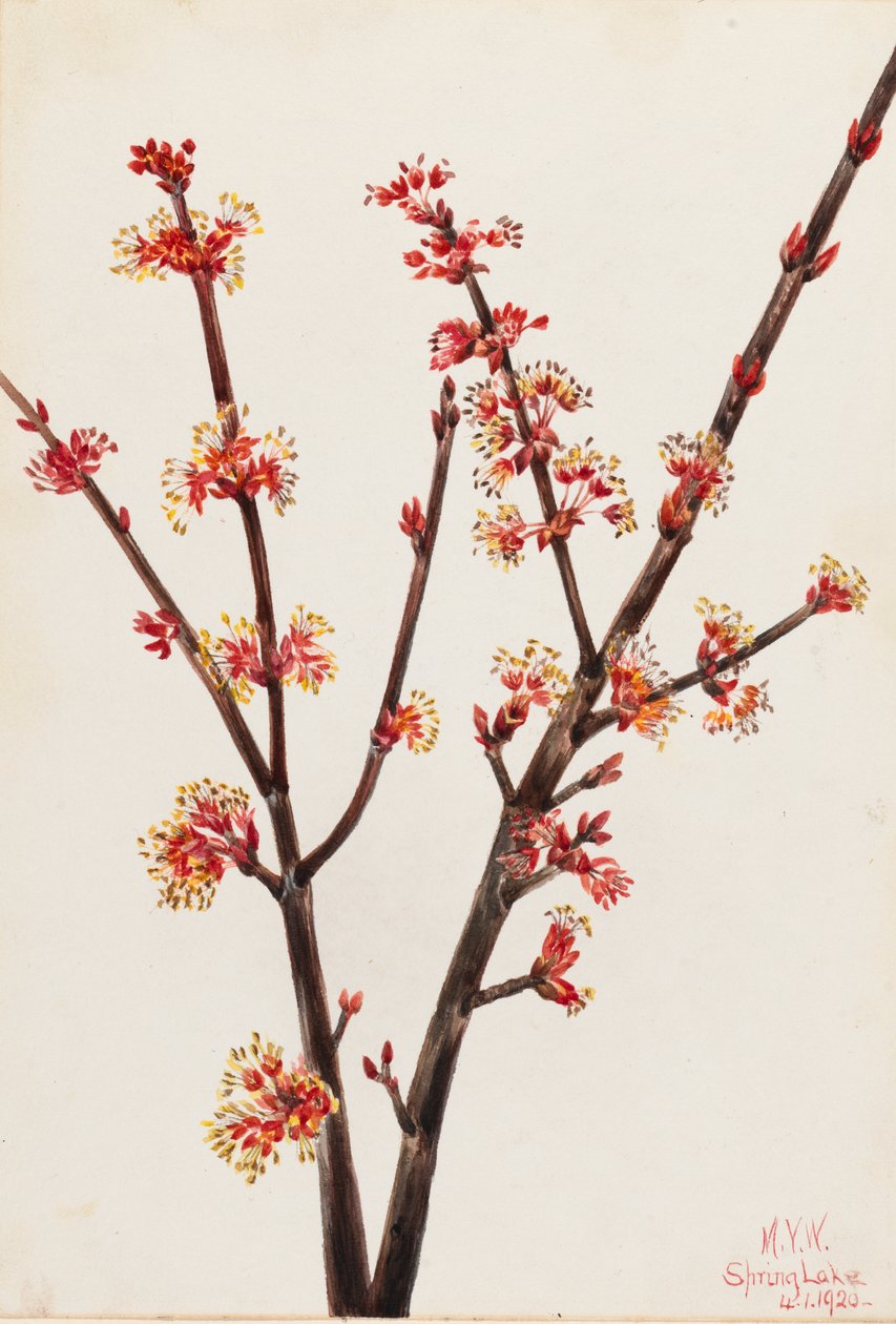 Red Maple Acer rubrum, 1920. tekijältä Mary Vaux Walcott