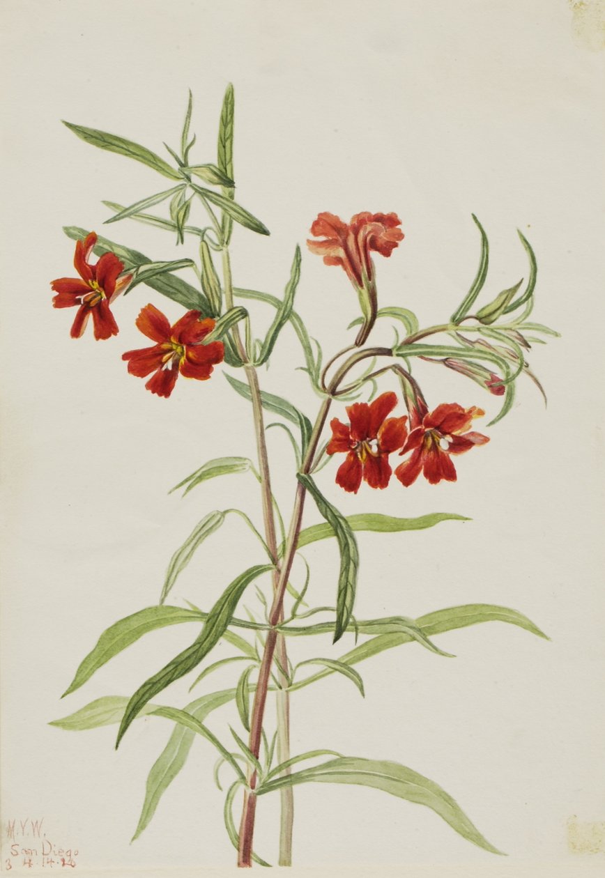 Punainen apinanlehti (Diplaucus puniceus) tekijältä Mary Vaux Walcott