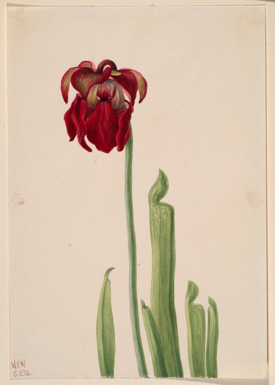 Punainen kannu kasvi (Sarracenia jonesii) tekijältä Mary Vaux Walcott