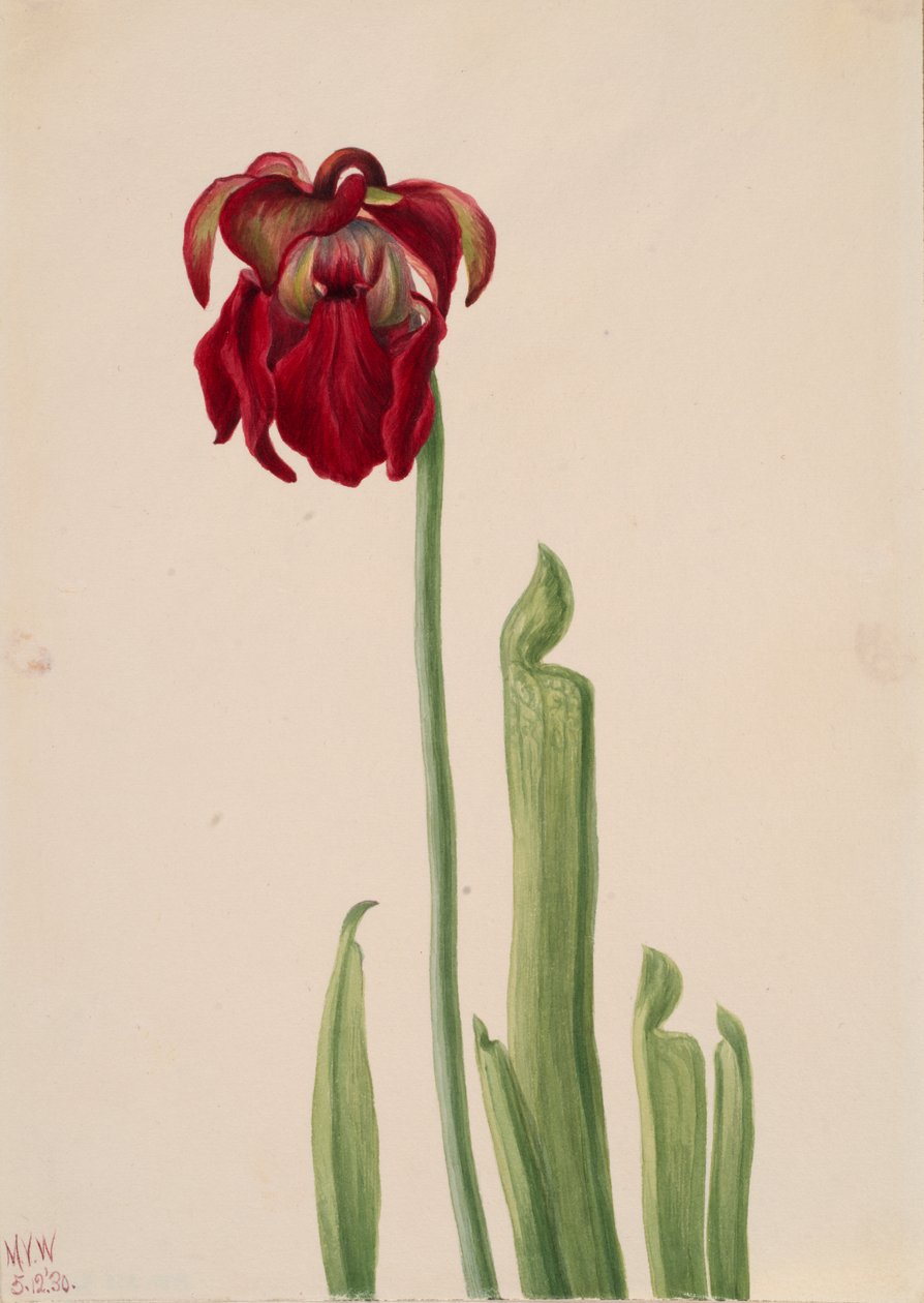 Punainen kakkukasvi Sarracenia jonesii, 1930. tekijältä Mary Vaux Walcott