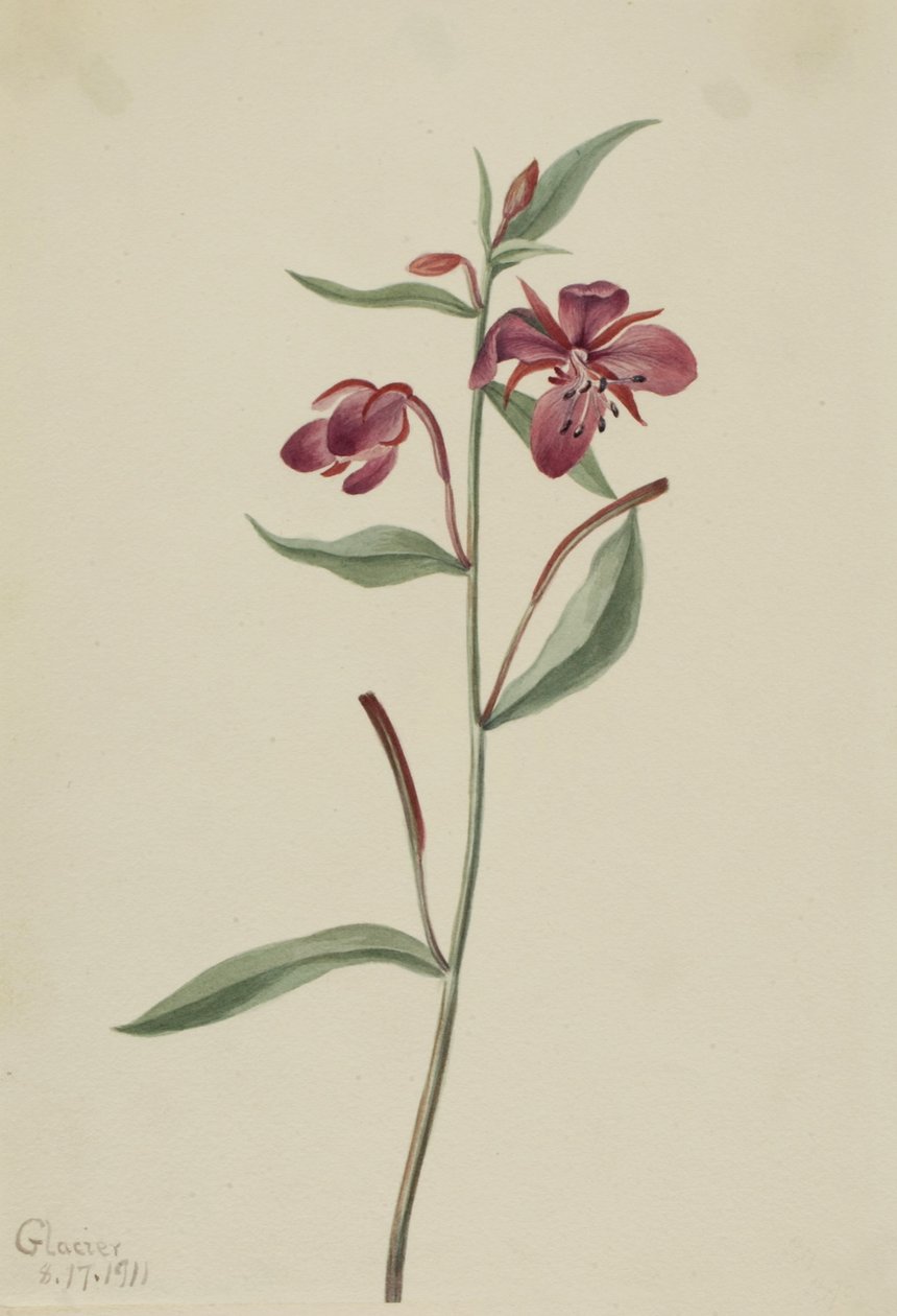 Punainen paju (Epilobium latifolium) tekijältä Mary Vaux Walcott