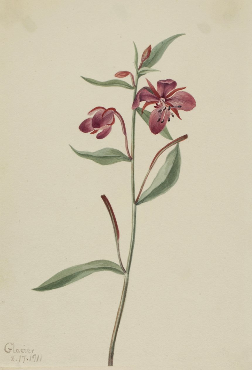 Red Willowweed Epilobium latifolium, 1911. tekijältä Mary Vaux Walcott