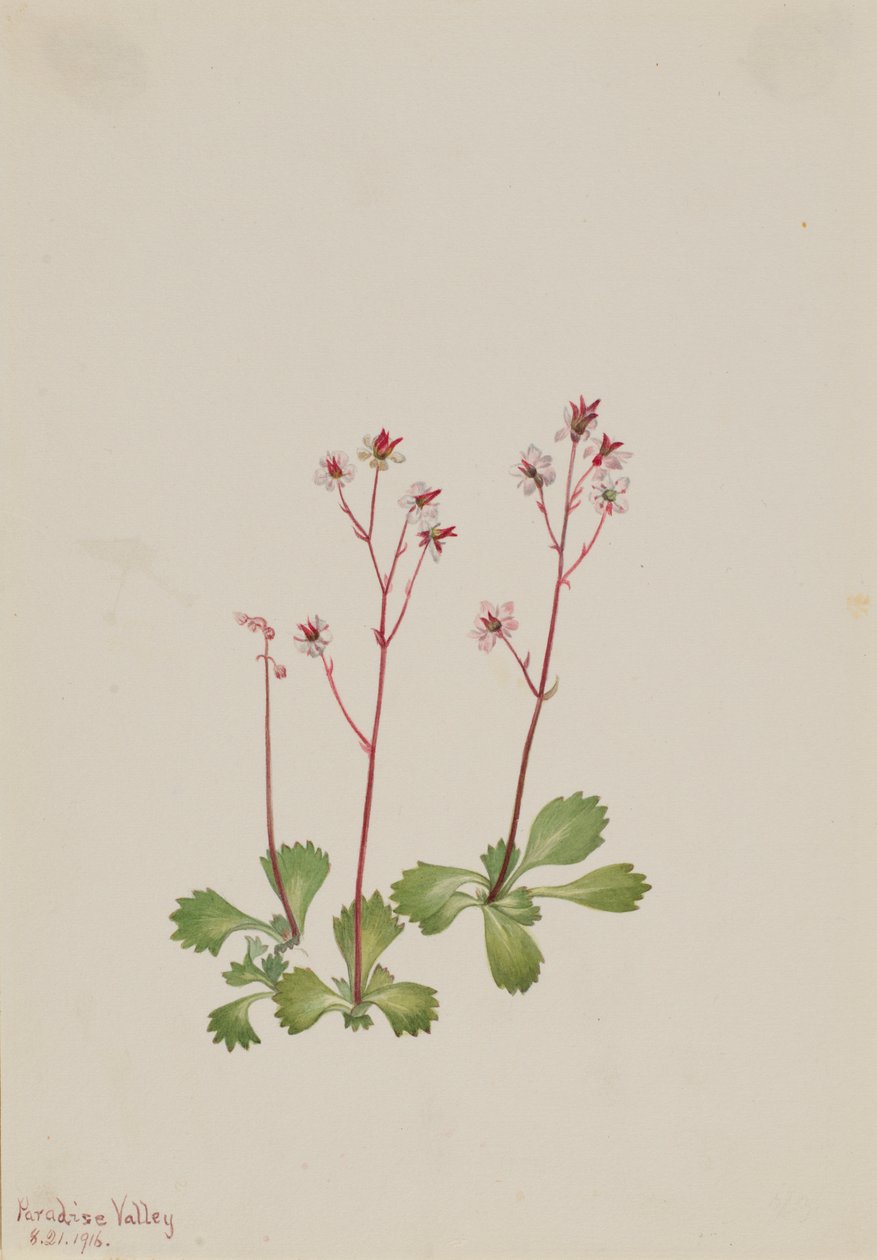 Punavartinen pensaskerttu (Saxifraga lyallii) tekijältä Mary Vaux Walcott