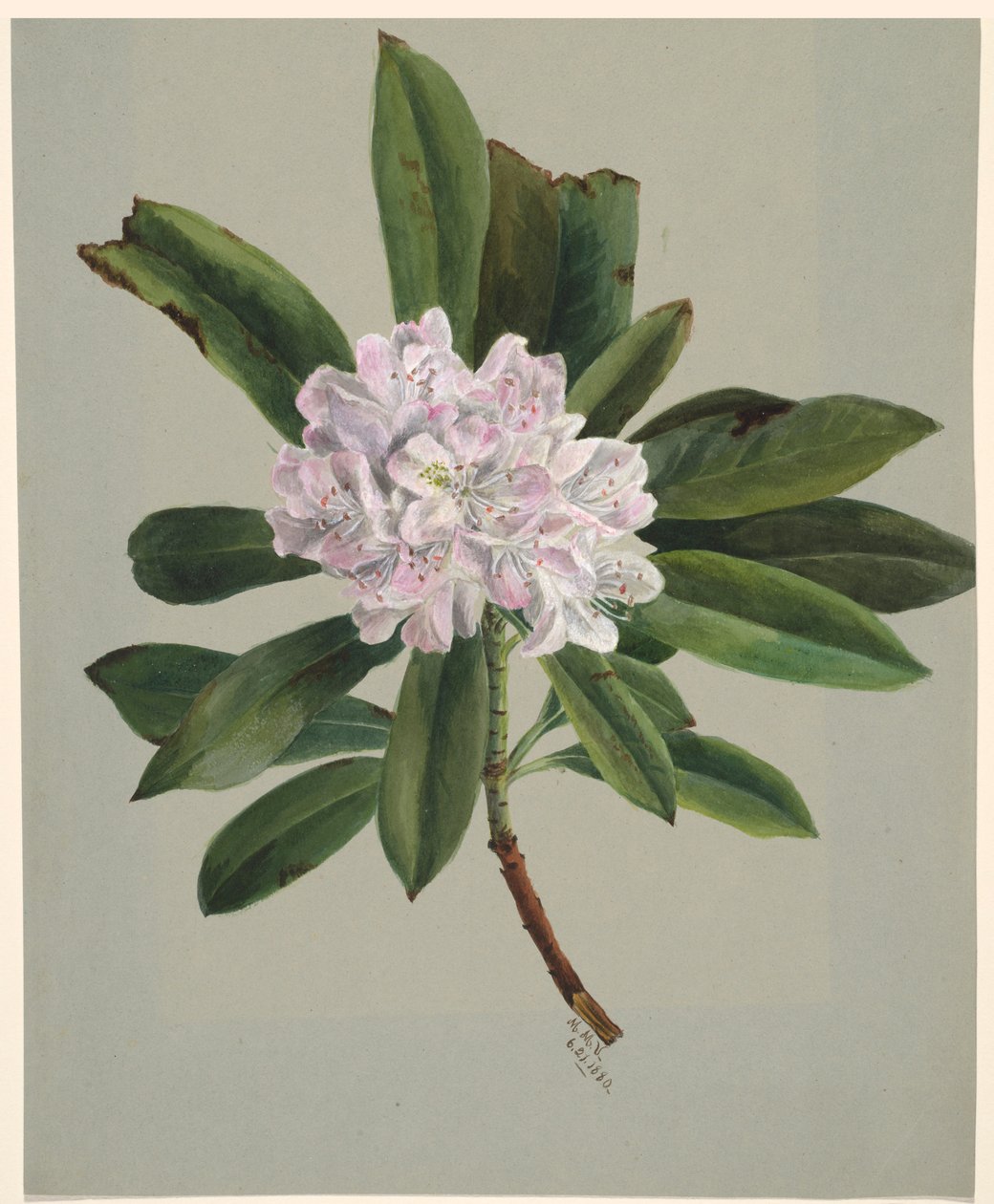 Rhododendron (Rhododendron maximum) tekijältä Mary Vaux Walcott