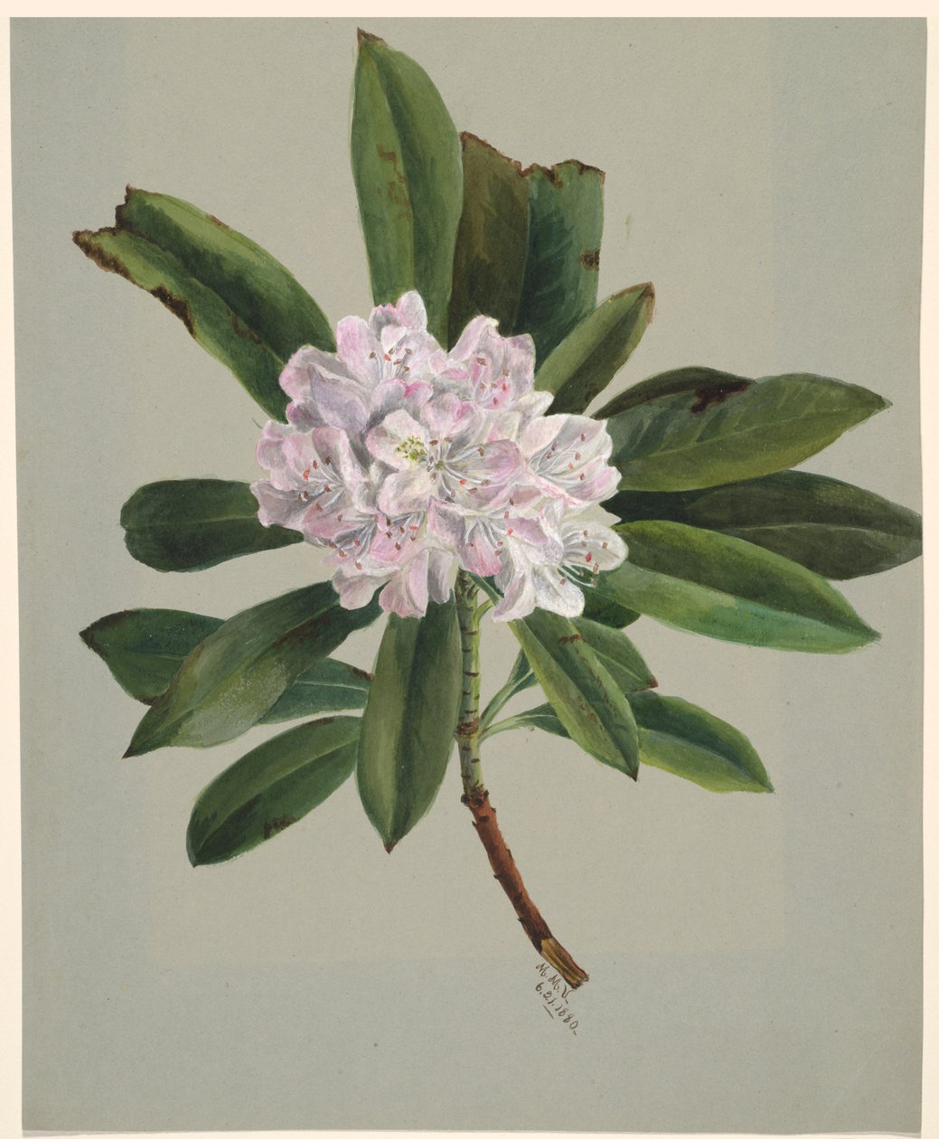 Rhododendron Rhododendron maksimi, 1880. tekijältä Mary Vaux Walcott