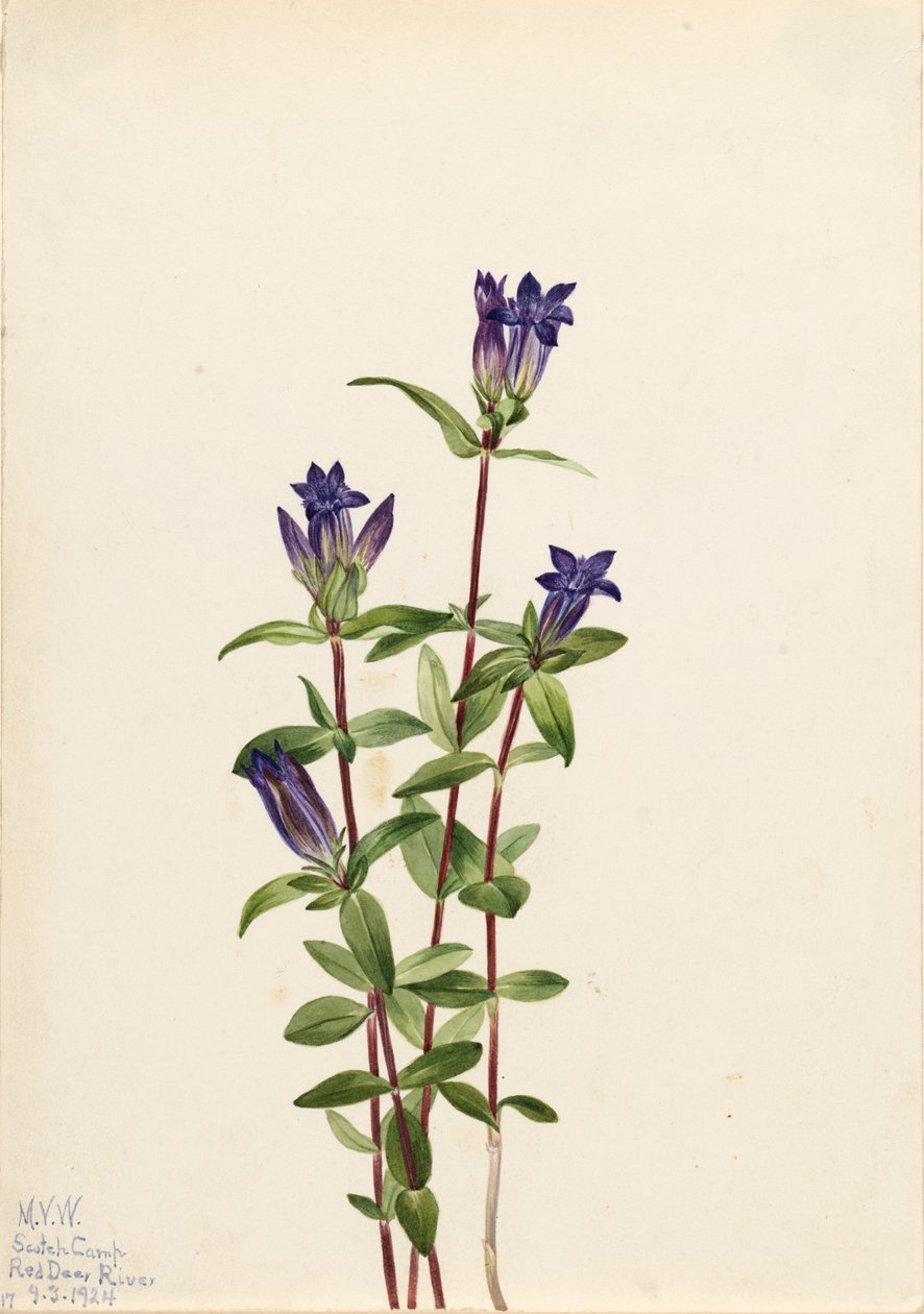Gentian Gentiana affinis -joen ranta, 1924. tekijältä Mary Vaux Walcott