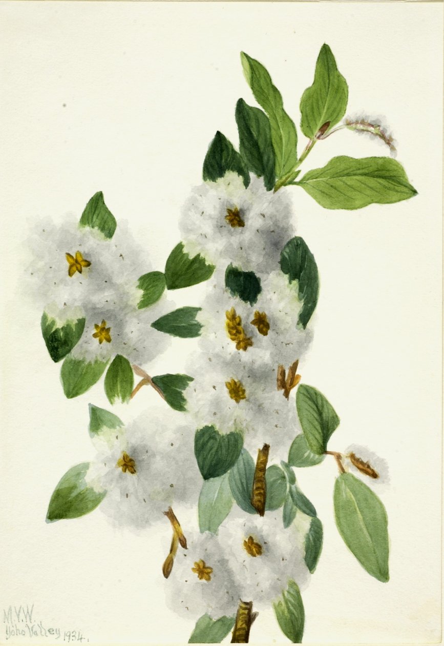 Kalliopaju (Salix vestita) tekijältä Mary Vaux Walcott