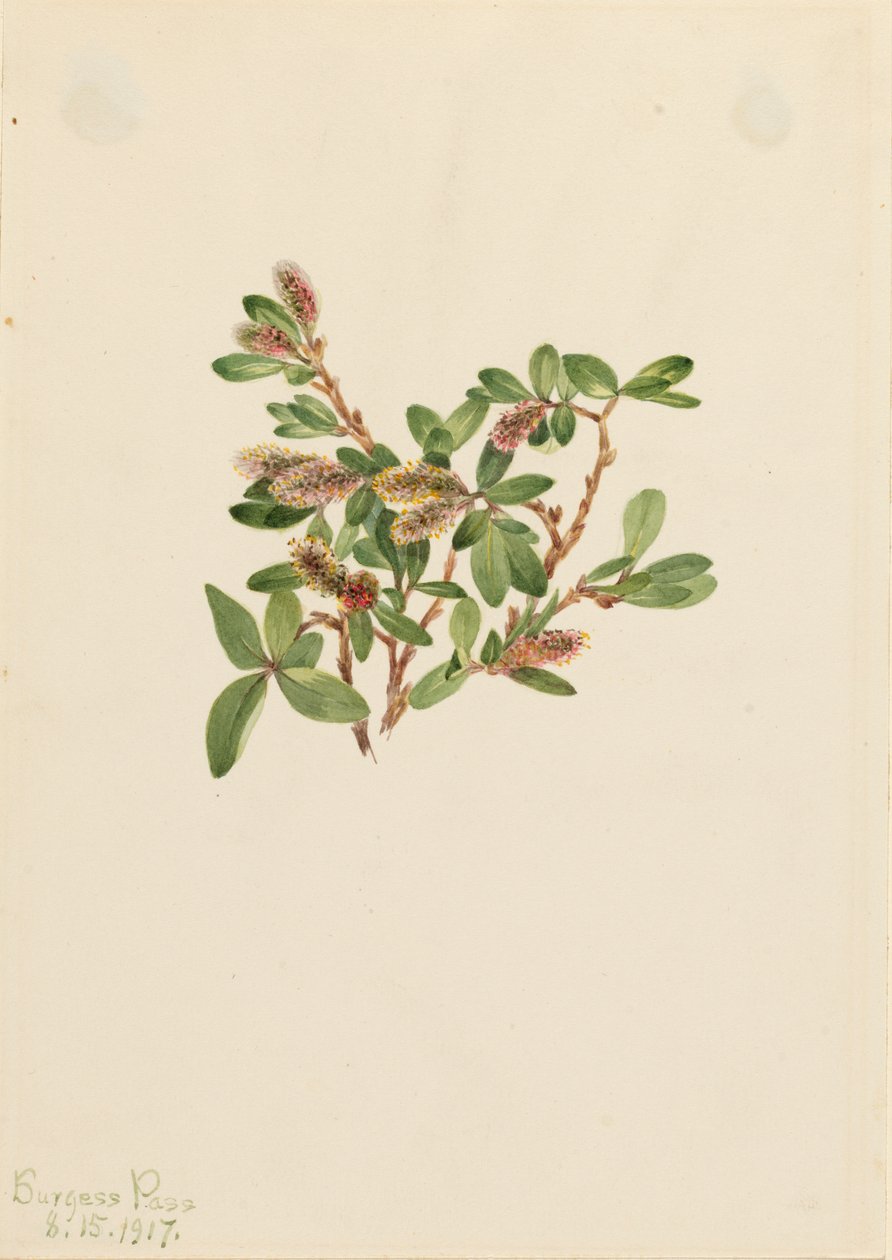 Rock Willow Salix petrophila, 1917. tekijältä Mary Vaux Walcott