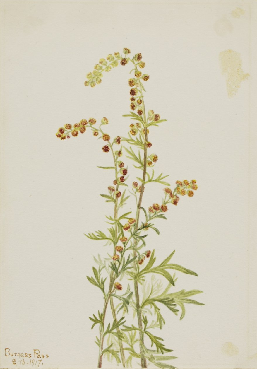 Kallio koiruoho (Artemisia discolor) tekijältä Mary Vaux Walcott