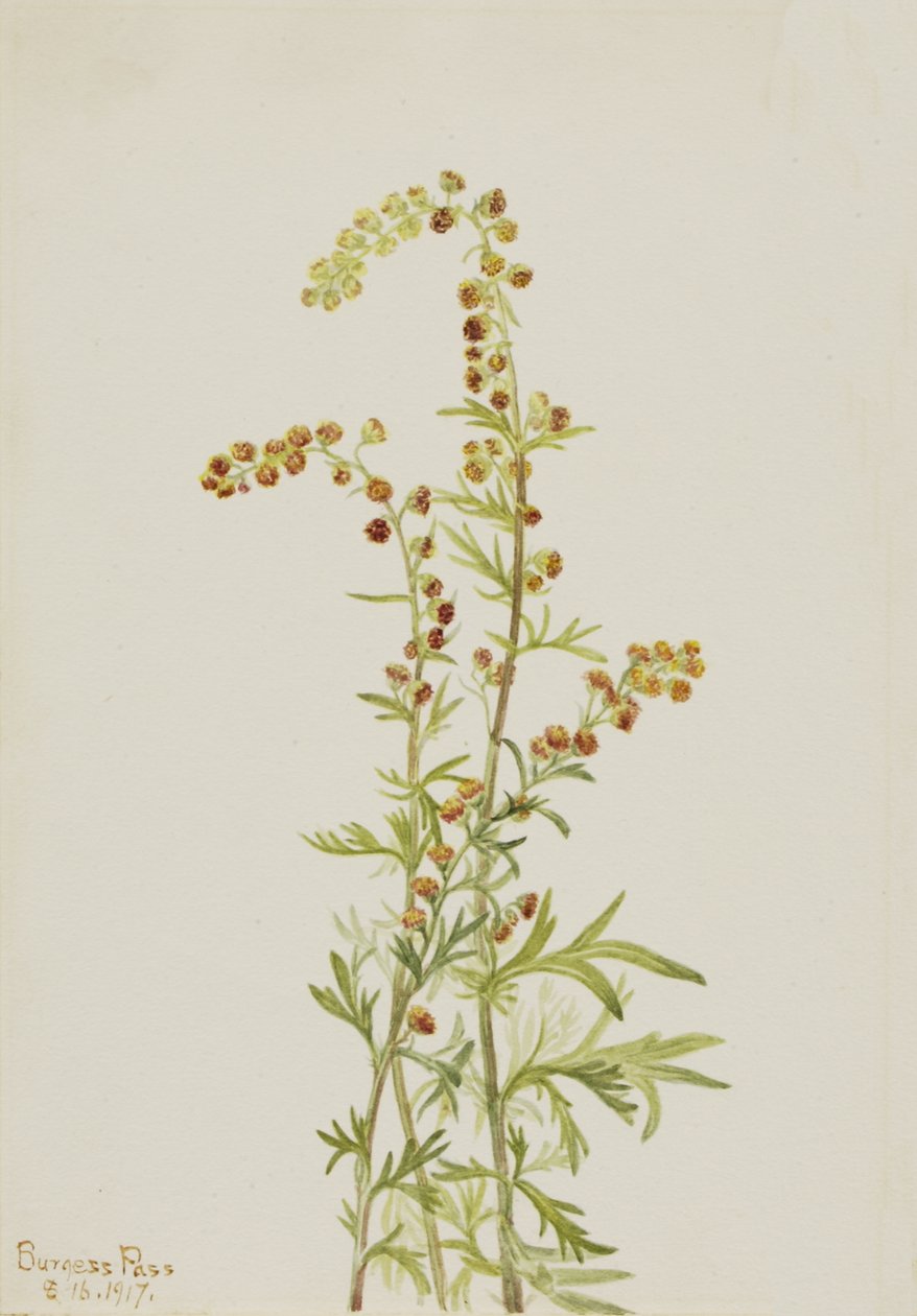 Rock Wormwood Artemisia discolor, 1917. tekijältä Mary Vaux Walcott