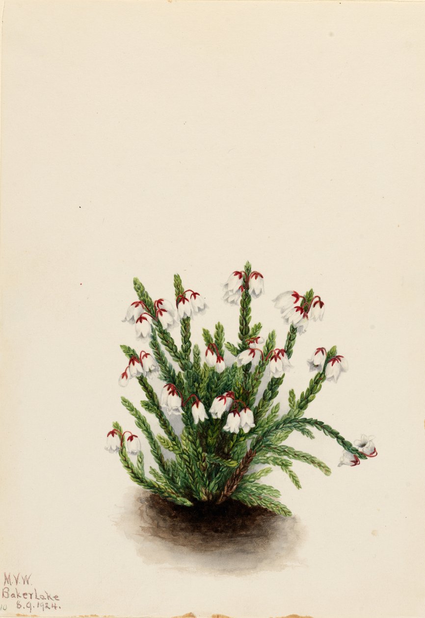 Rocky Mountain Cassiope (Cassiope mertensiana) tekijältä Mary Vaux Walcott