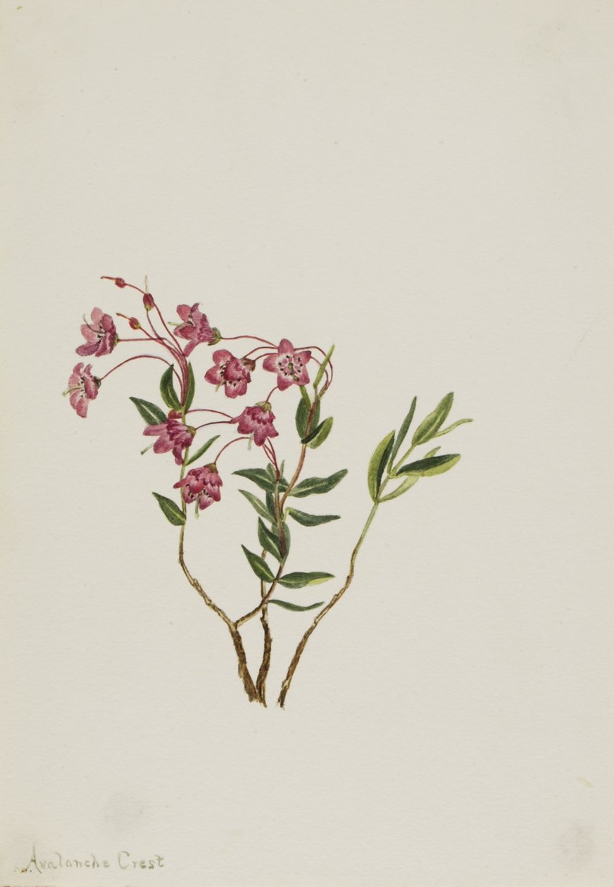 Rocky Mountain Kalmia (Kalmia microphylla) tekijältä Mary Vaux Walcott