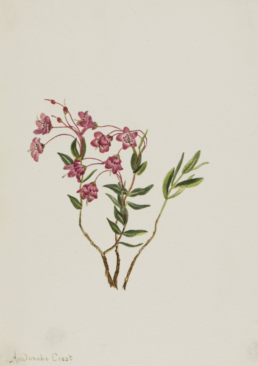 Rocky Mountain Kalmia Kalmia microphylla, n.d. tekijältä Mary Vaux Walcott