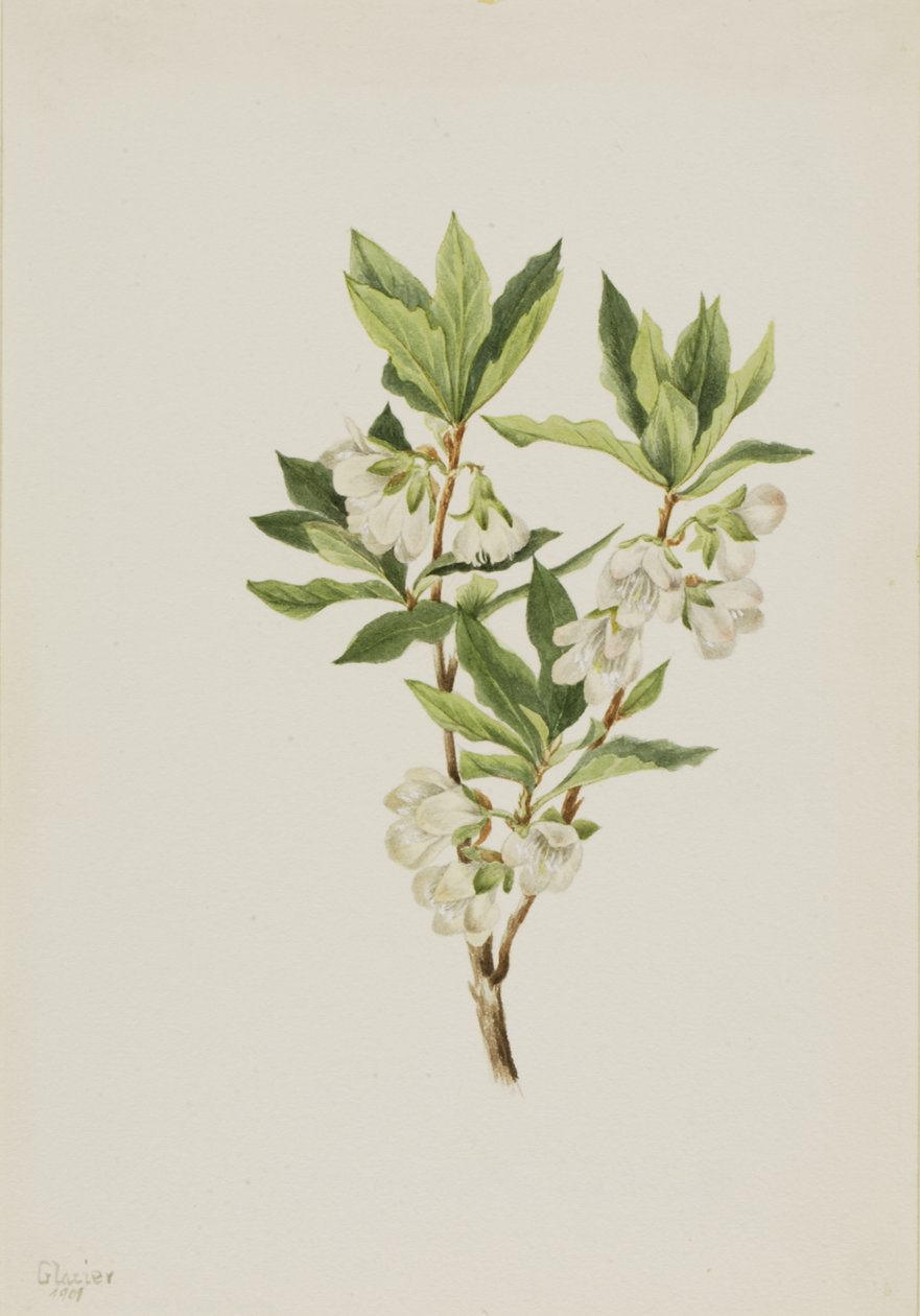 Rocky Mountain Rhododendron Rhododendron albiflorum, 1901. tekijältä Mary Vaux Walcott