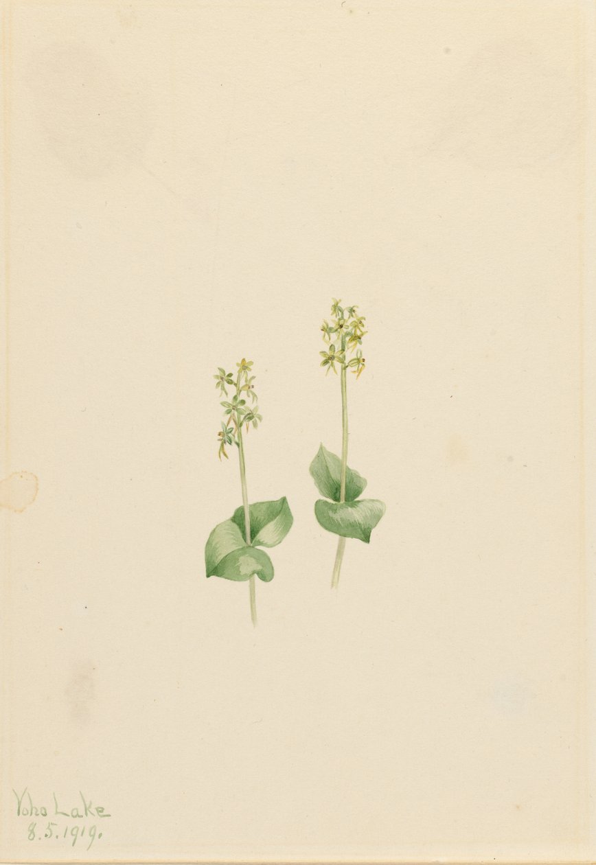 Rocky Mountain Twayblade (Ophrys necrophylla) tekijältä Mary Vaux Walcott