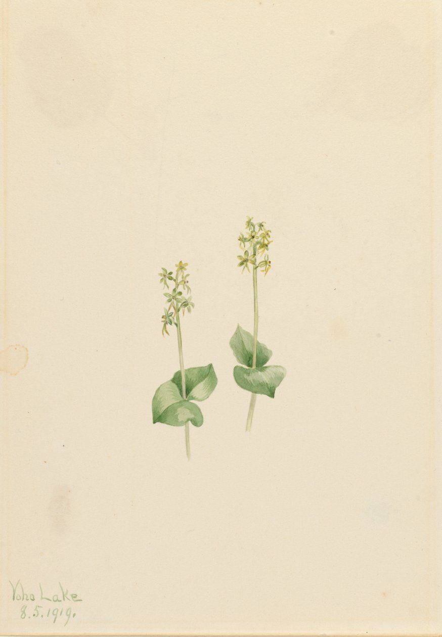 Rocky Mountain Twayblade Ophrys necrophylla, 1919. tekijältä Mary Vaux Walcott