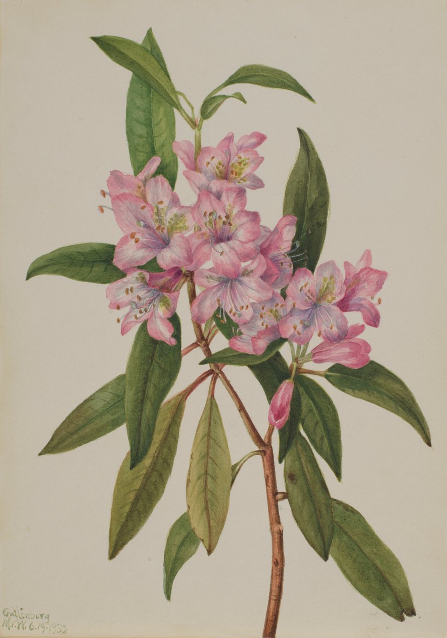 Rose-Bay Rhododendron (Rhododendron carolinianum) tekijältä Mary Vaux Walcott