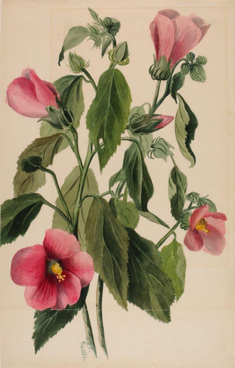 Ruusu Gentian (Sabbatia angularis) tekijältä Mary Vaux Walcott