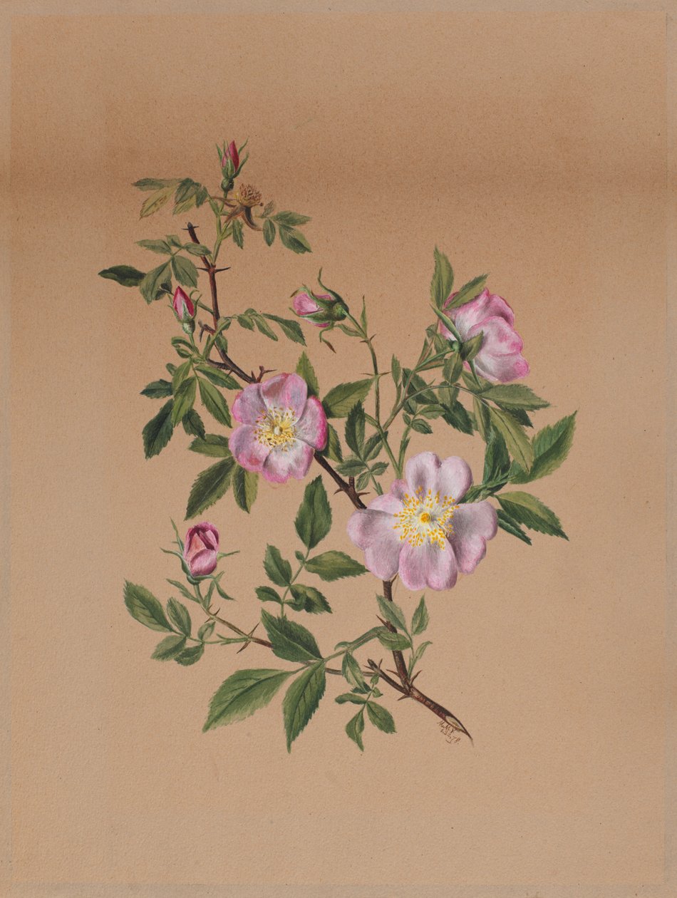Ruusumalva (Hibiscus moscheutos) tekijältä Mary Vaux Walcott