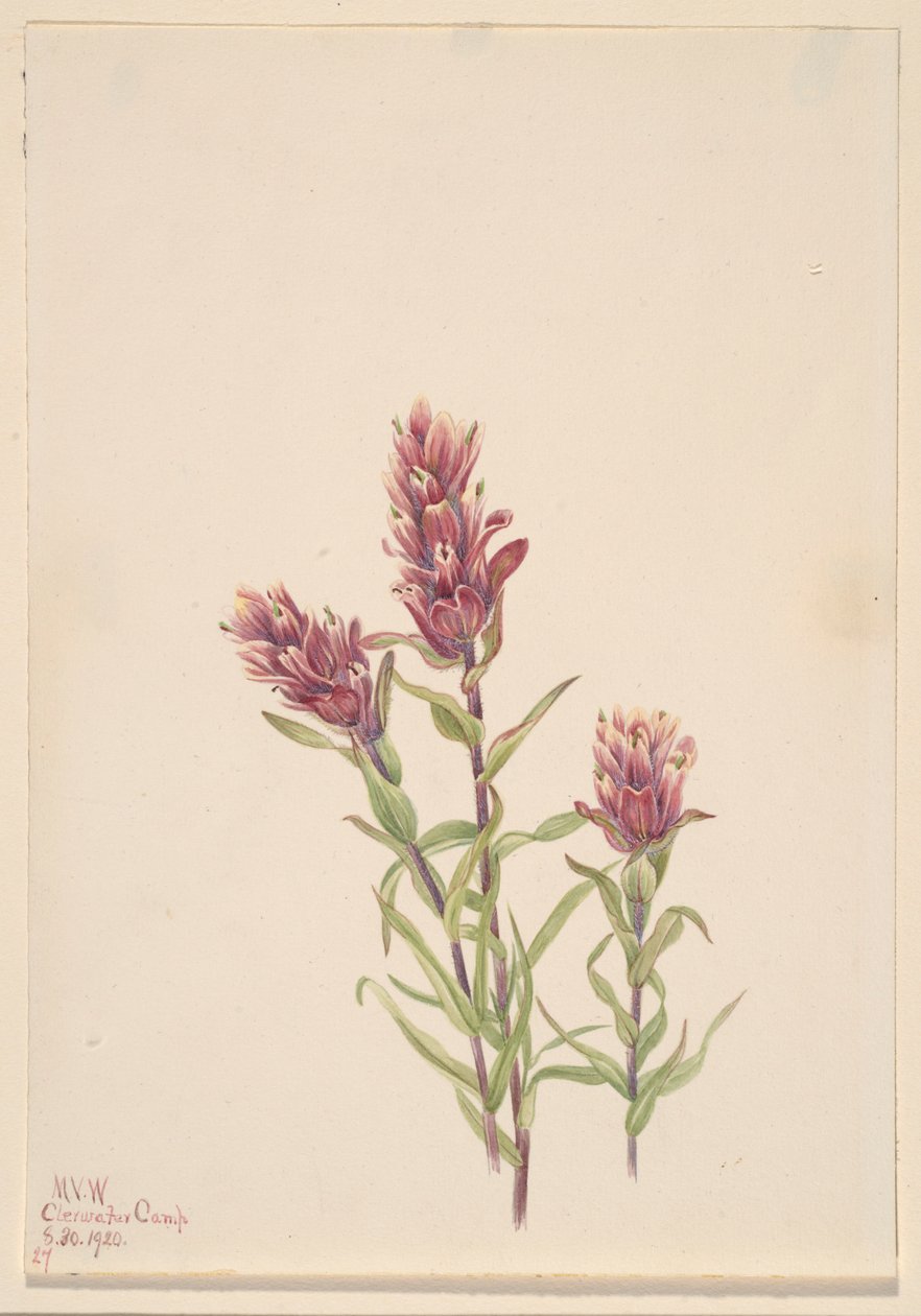 Ruusu maaliharja (Castilleja pallida) tekijältä Mary Vaux Walcott