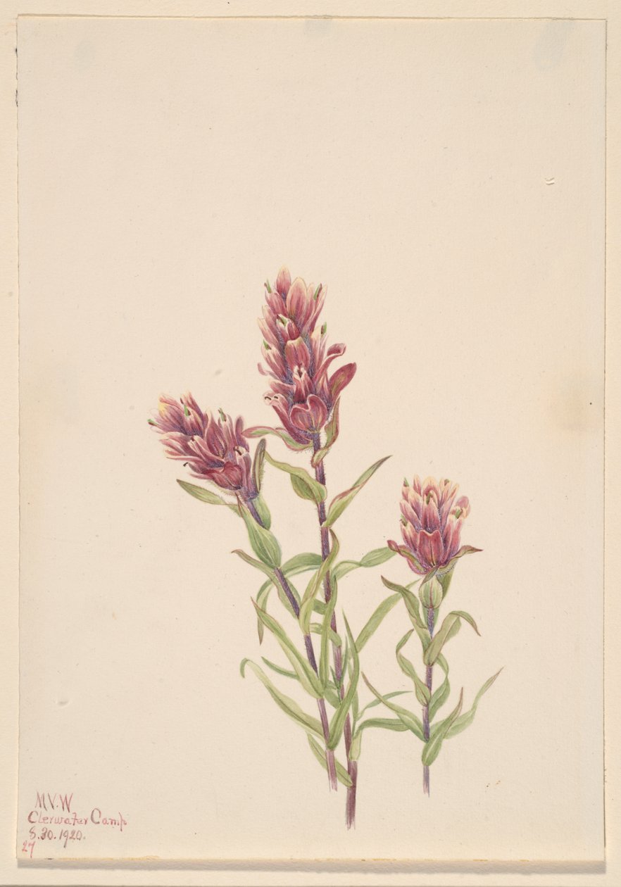 Pinzell de rosa Castilleja pallida, 1920. finlandès tekijältä Mary Vaux Walcott