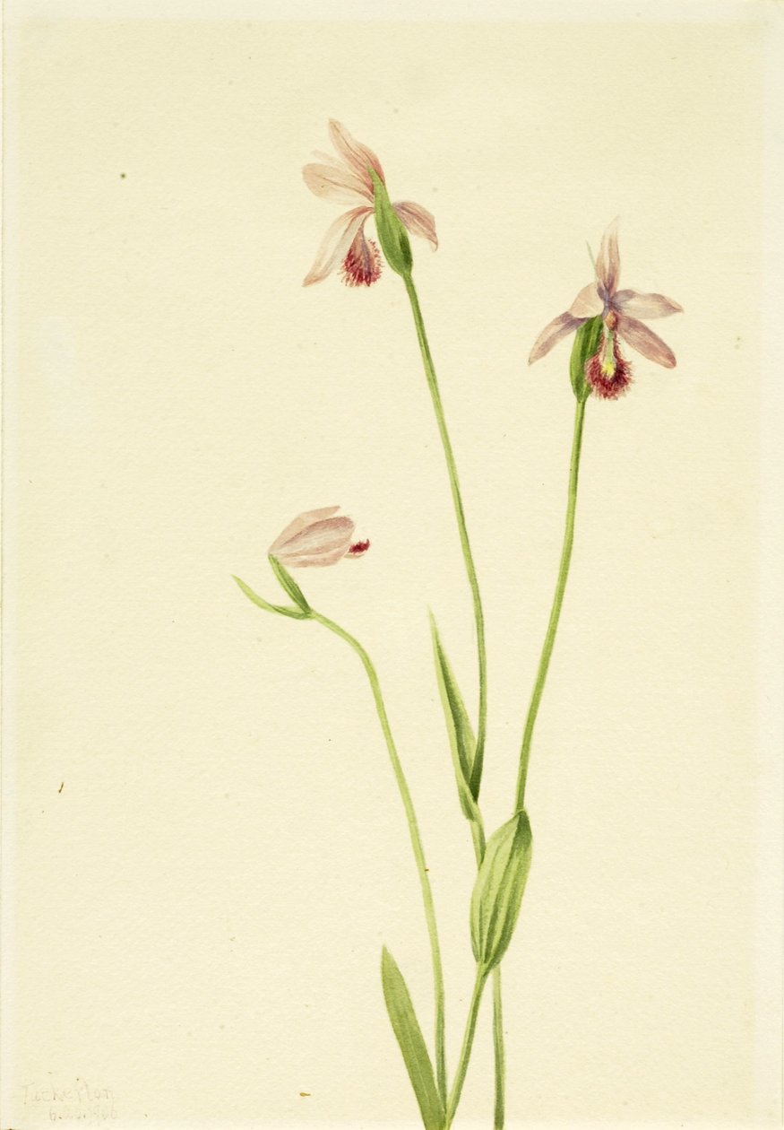 Pogoniaruusut (Pogonia ophioglossoides) tekijältä Mary Vaux Walcott