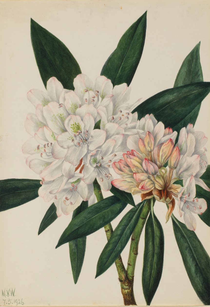 Rosebay Rhododendron (Rhododendron maximum) tekijältä Mary Vaux Walcott
