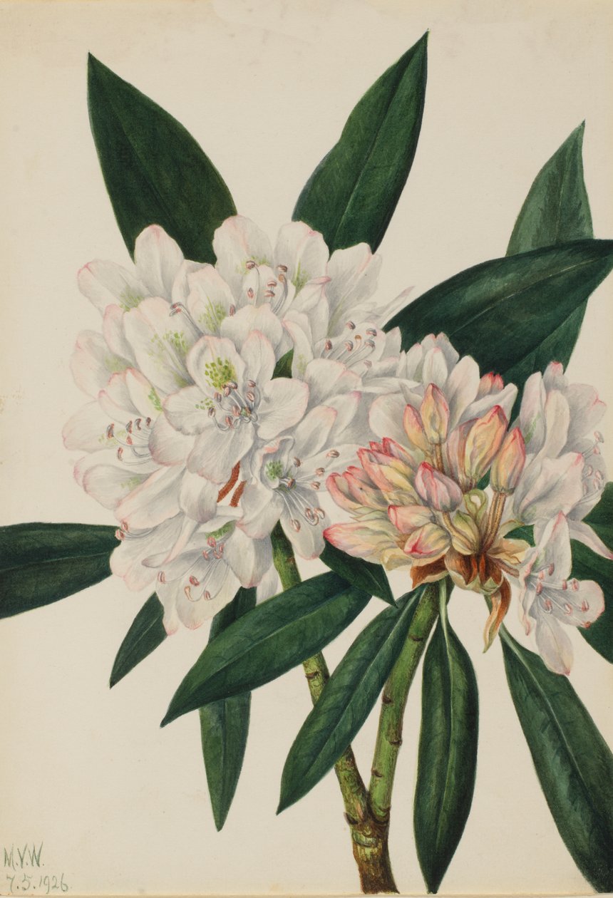 Rosebay Rhododendron Rhododendron maksimi, 1926. tekijältä Mary Vaux Walcott
