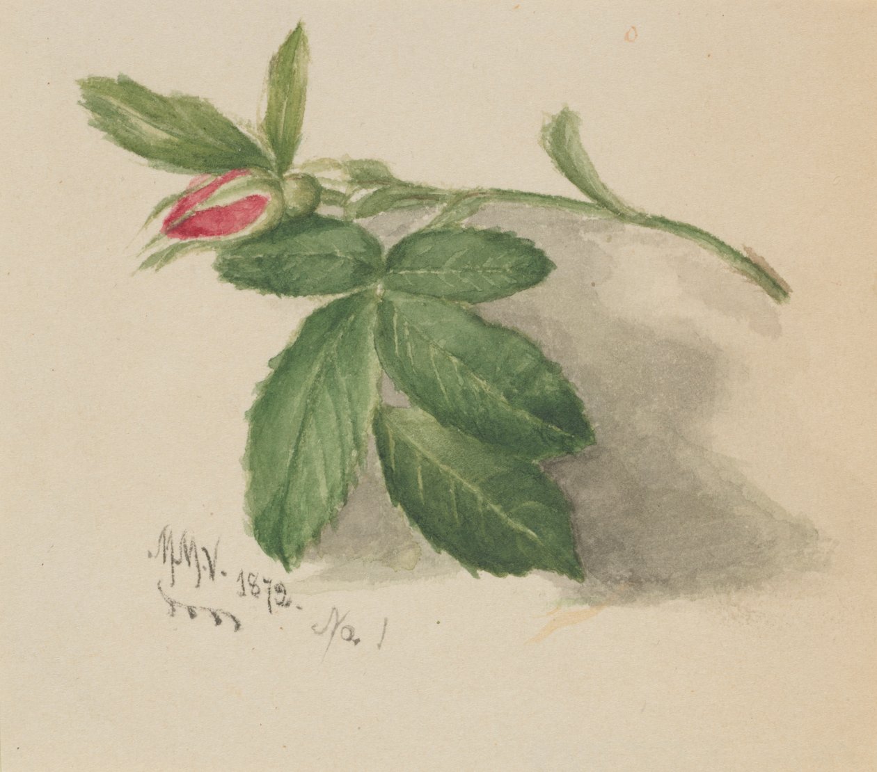 Ruusunuppu, 1872. tekijältä Mary Vaux Walcott