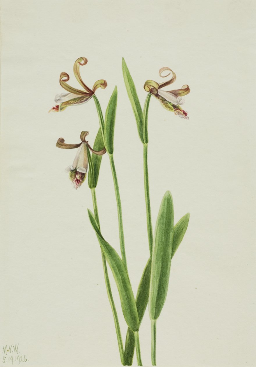 Ruusunuppu-orkidea Pogonia Dewarikat, 1926. tekijältä Mary Vaux Walcott