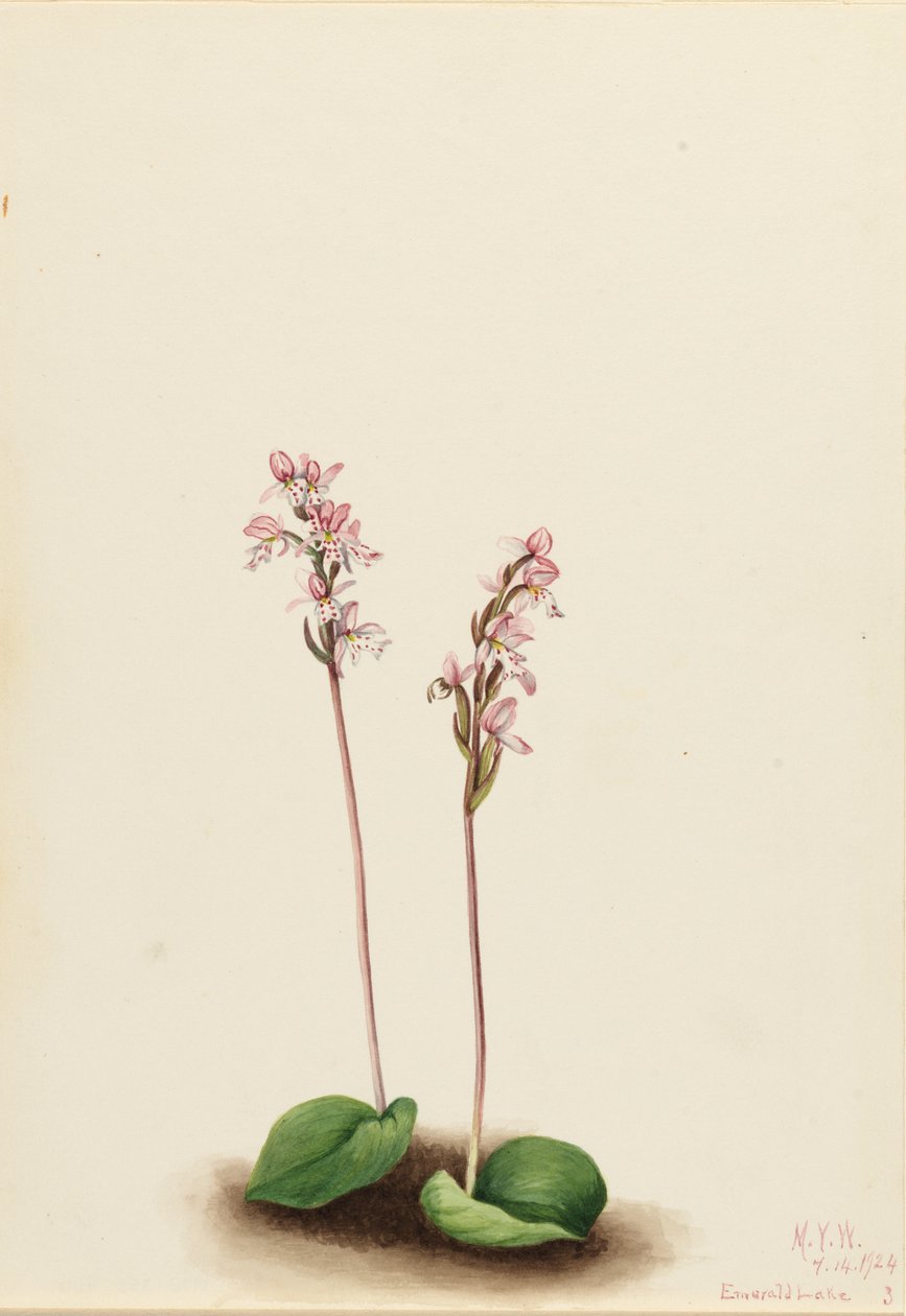 Pyöreälehtinen orkidea (Orchis rotundifolia) tekijältä Mary Vaux Walcott