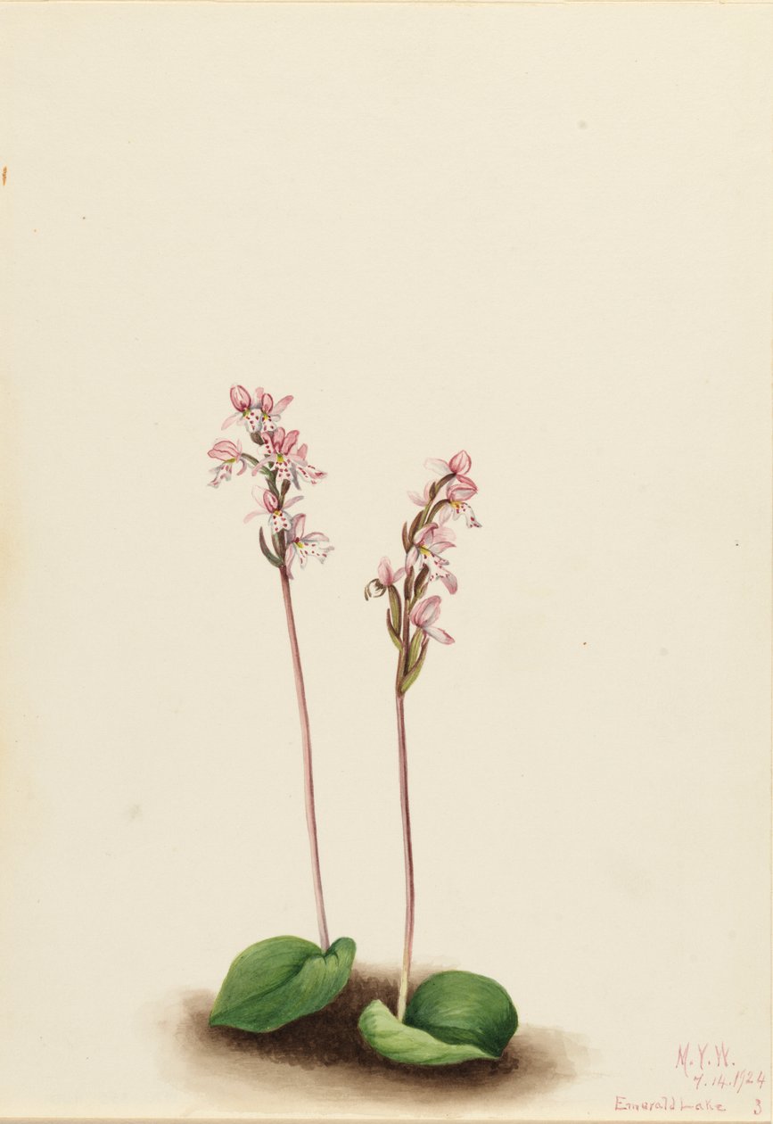 Pyöreälehtinen orchis Orchis rotundifolia, 1924. tekijältä Mary Vaux Walcott