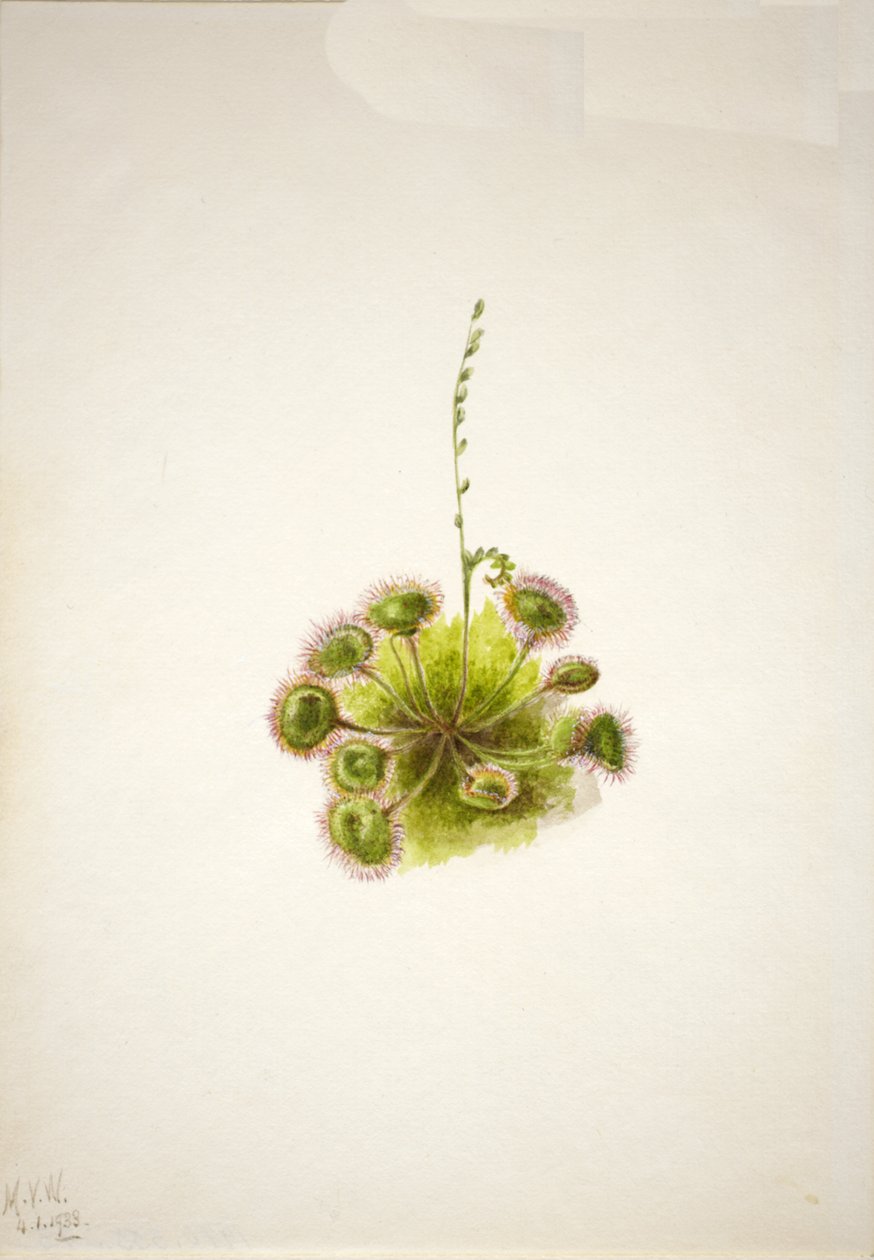 Pyöreälehtinen auringonkukka Drosera rotundifolia, 1933. tekijältä Mary Vaux Walcott