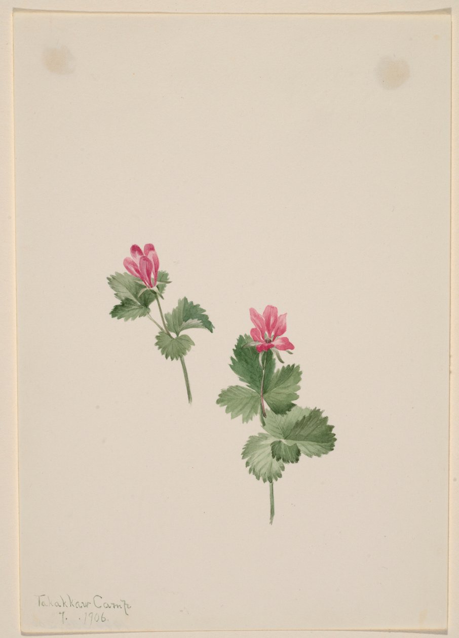 Rubus articus tekijältä Mary Vaux Walcott