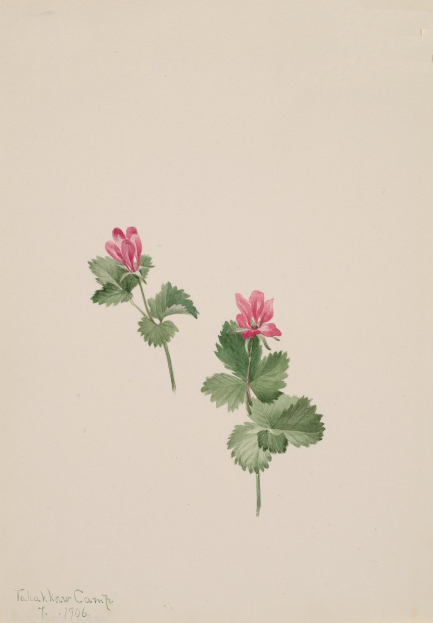 Arktinen pensas, 1881. tekijältä Mary Vaux Walcott