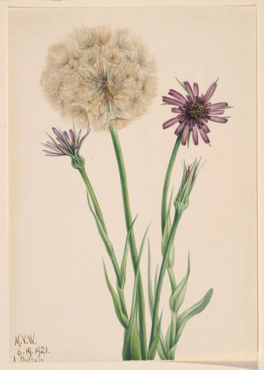 Ruohosipuli (Tragopogon porrifolius) tekijältä Mary Vaux Walcott