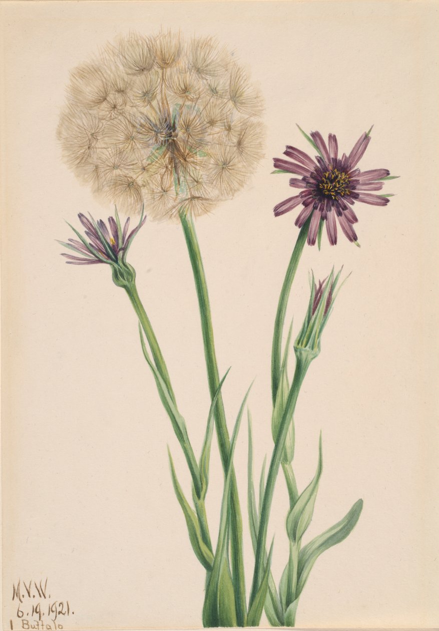 Salsify Tragopogon porrifolius, 1921. tekijältä Mary Vaux Walcott
