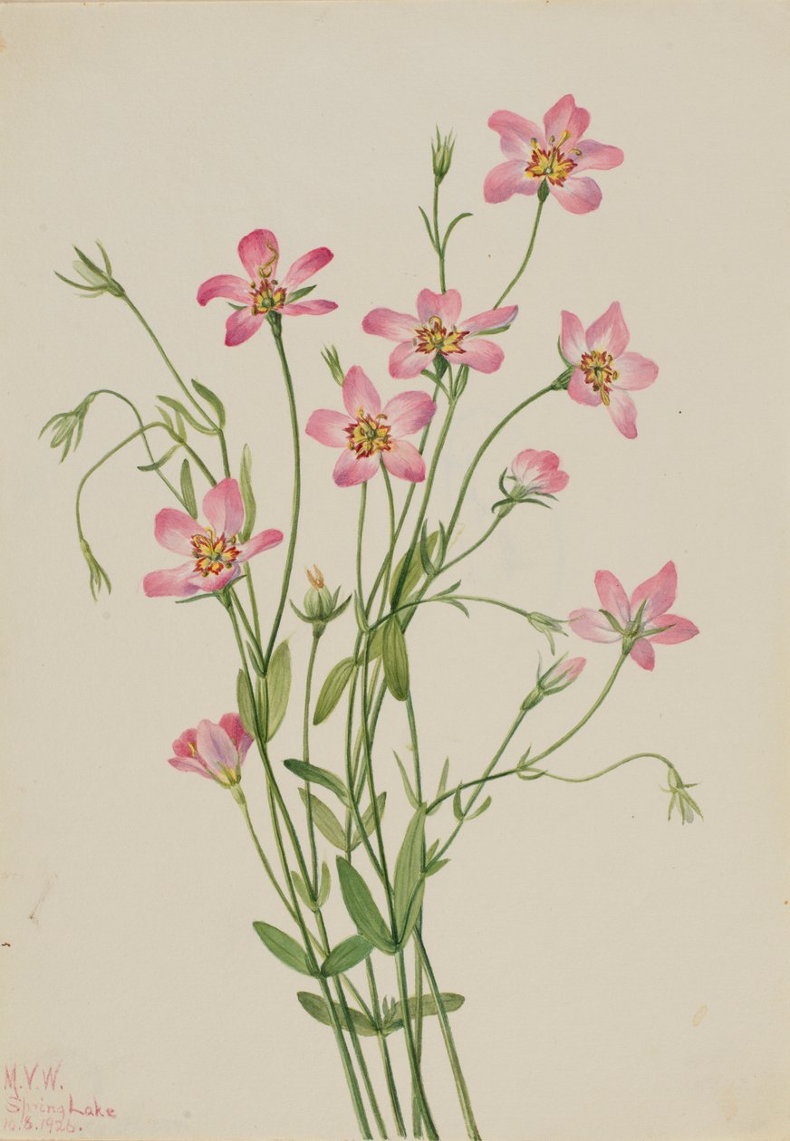 Ruusukukka (Sabbatia stellaris) tekijältä Mary Vaux Walcott