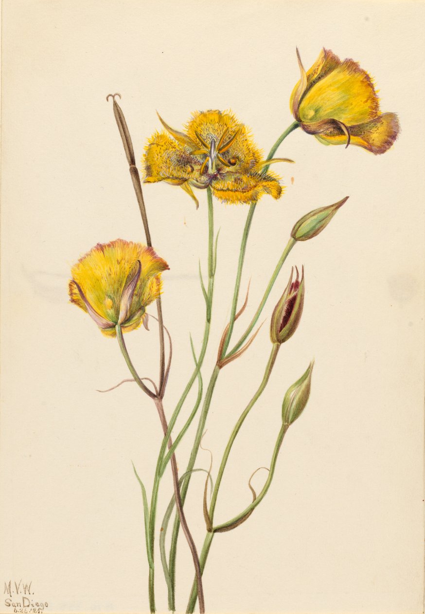 San Diego mariposa (Calochortus weedii) tekijältä Mary Vaux Walcott