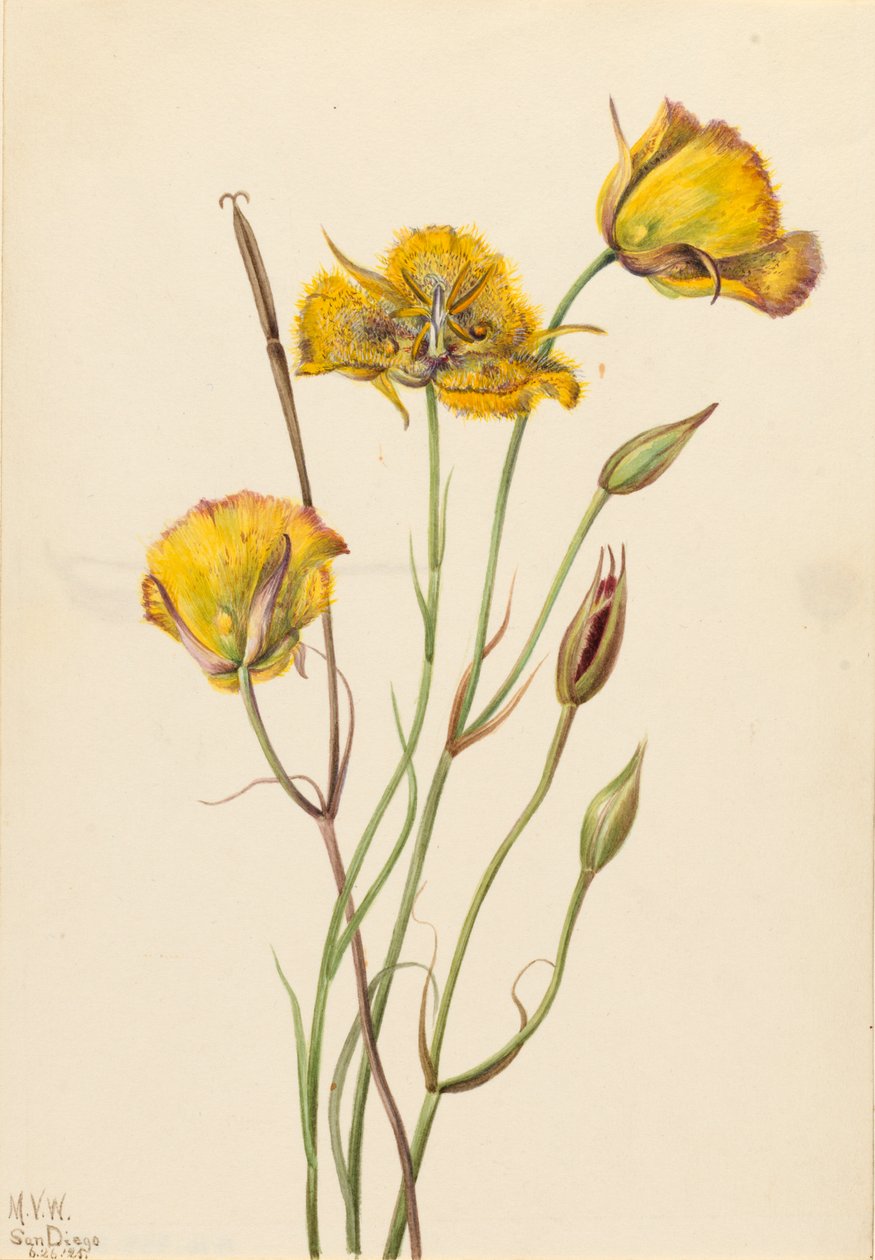 San Diego Butterfly Calochortus, 1925. tekijältä Mary Vaux Walcott
