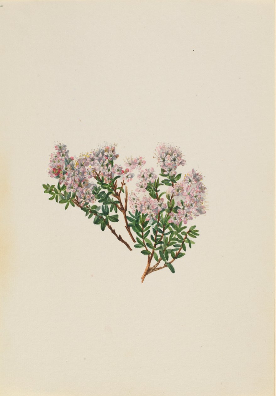 Hiekkamyrtti (Leiophyllum lyoni) tekijältä Mary Vaux Walcott