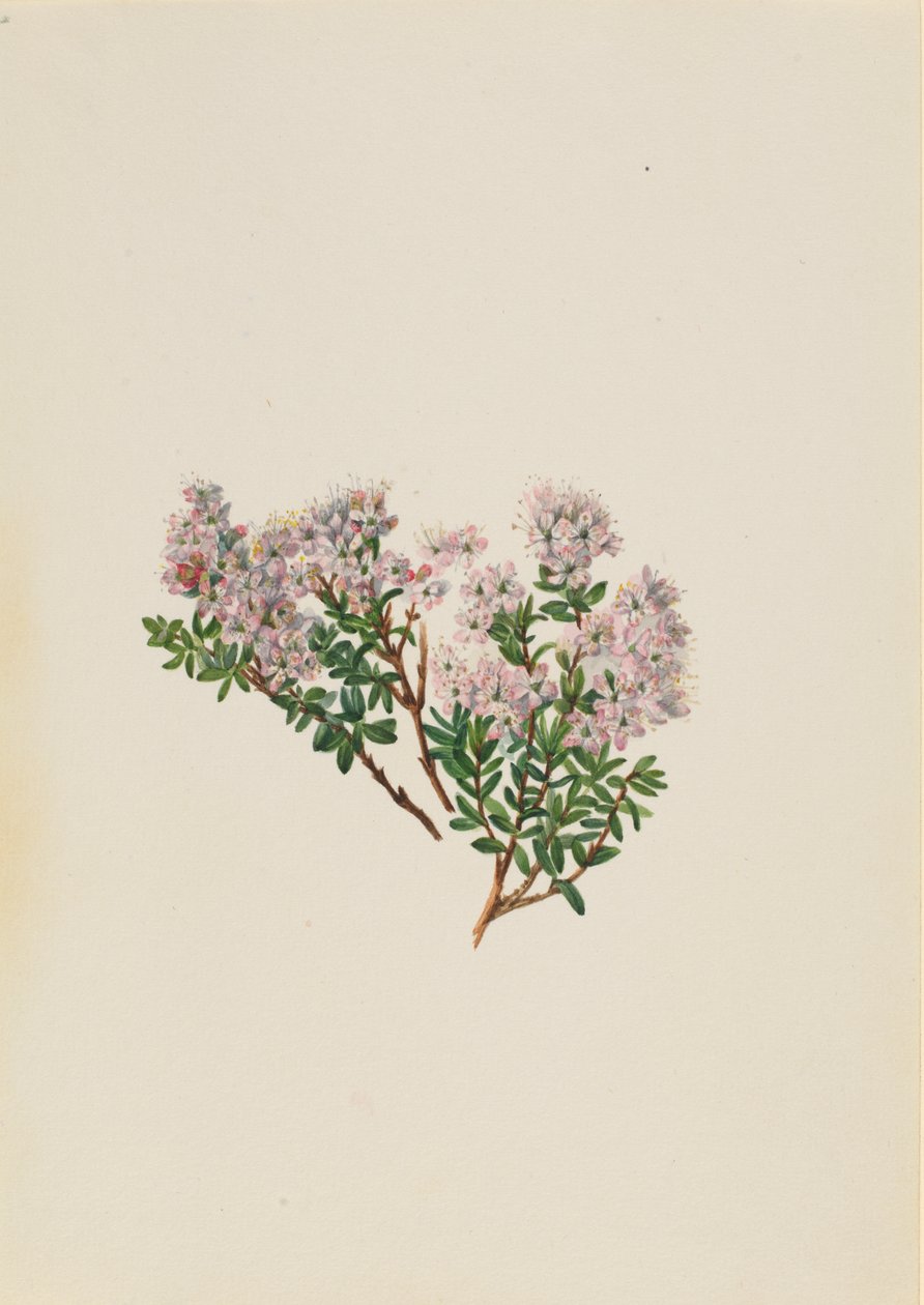 Hiekkamyrtti Leiophyllum lyoni, n. 1930-luku. tekijältä Mary Vaux Walcott