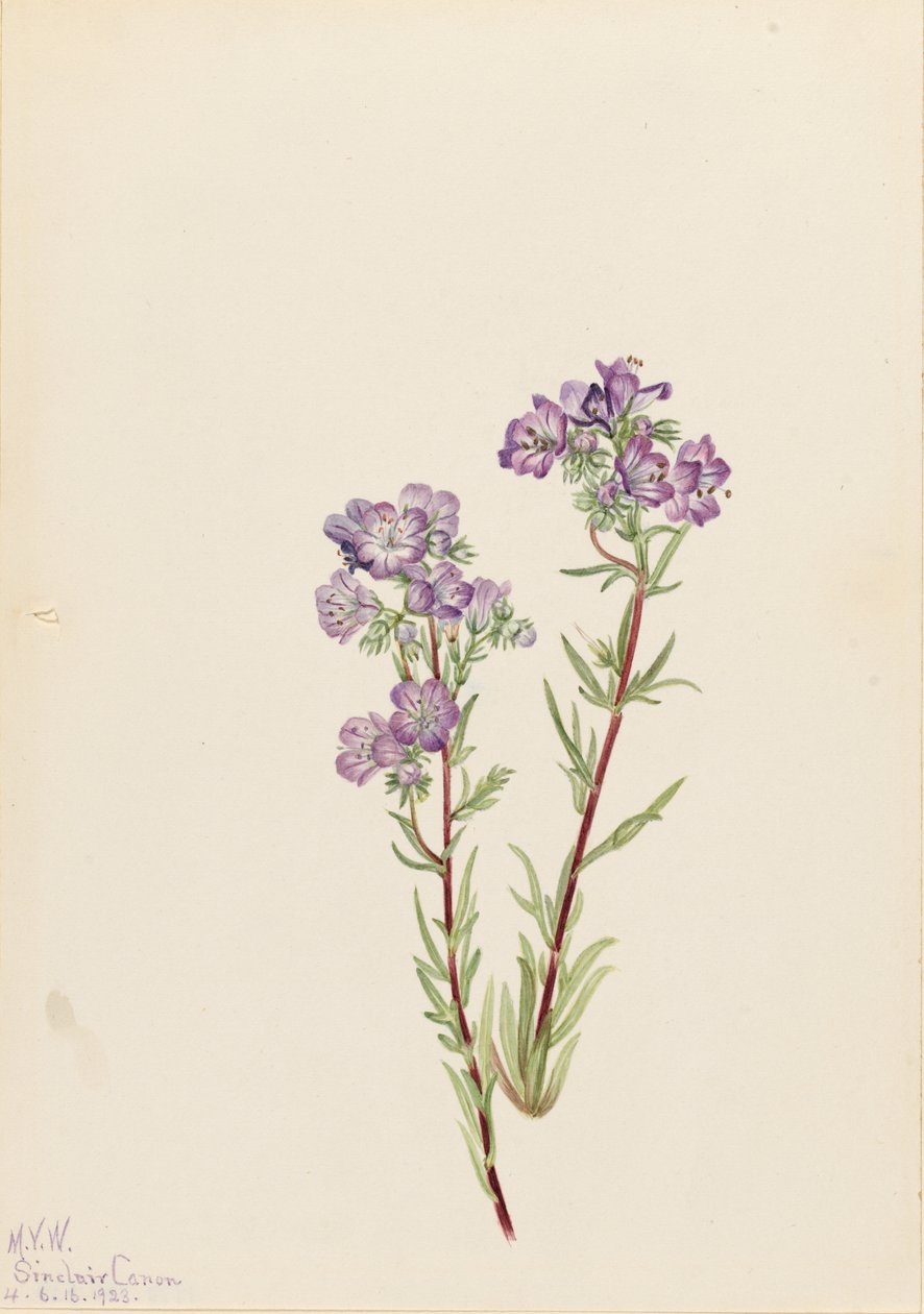 Hiekka-Facelia (Phacelia linearis) tekijältä Mary Vaux Walcott