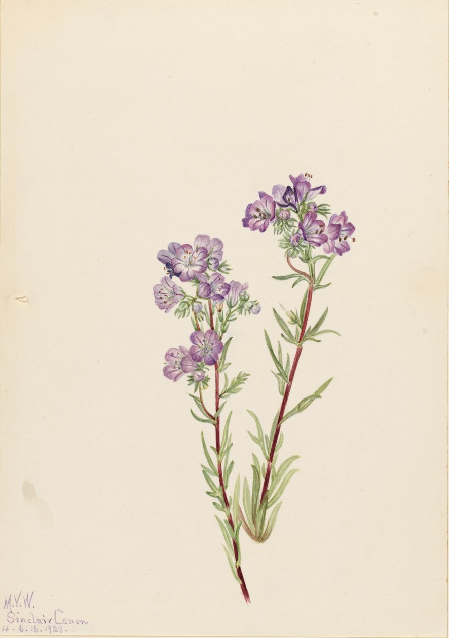 Sand Phacelia Phacelia linearis, 1923. tekijältä Mary Vaux Walcott