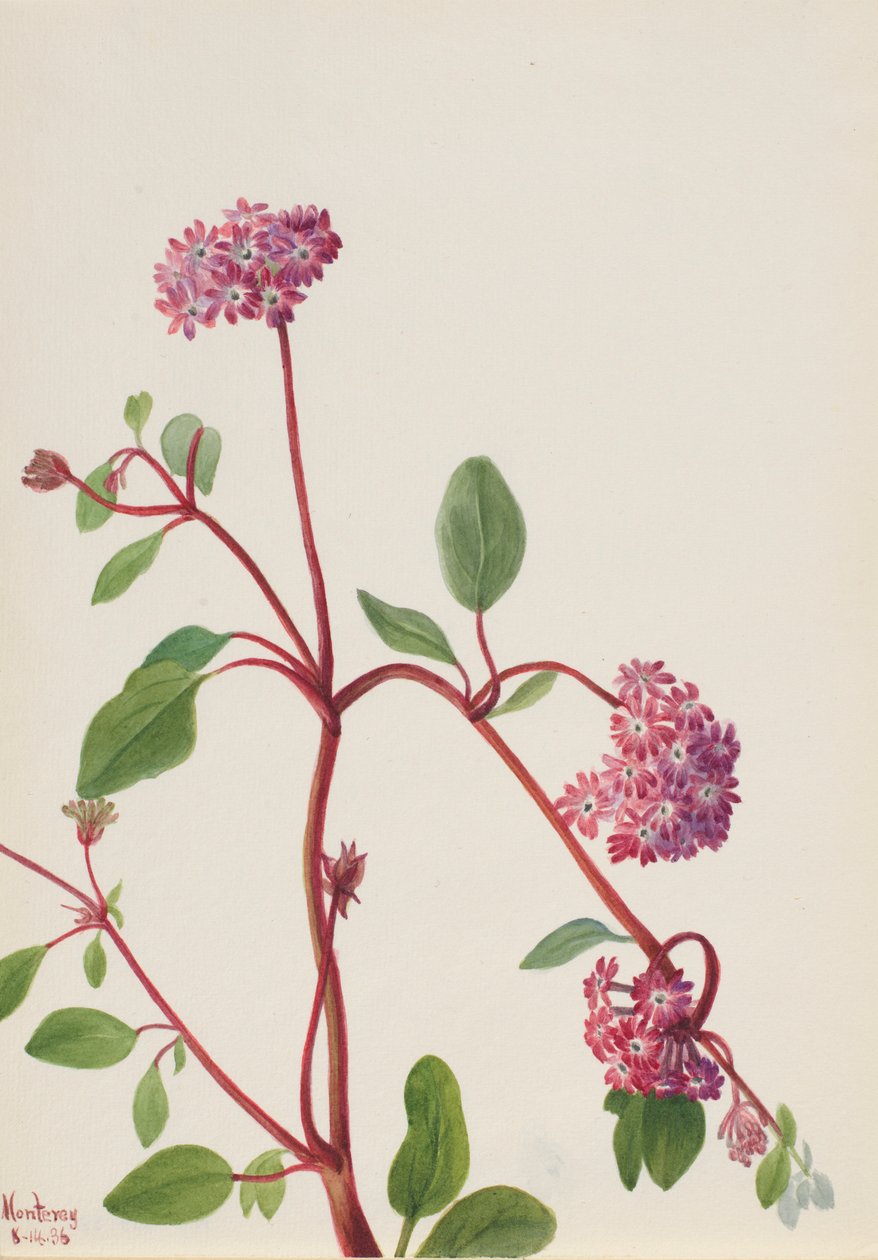 Hiekkaverbena (Abronia umbellata) tekijältä Mary Vaux Walcott