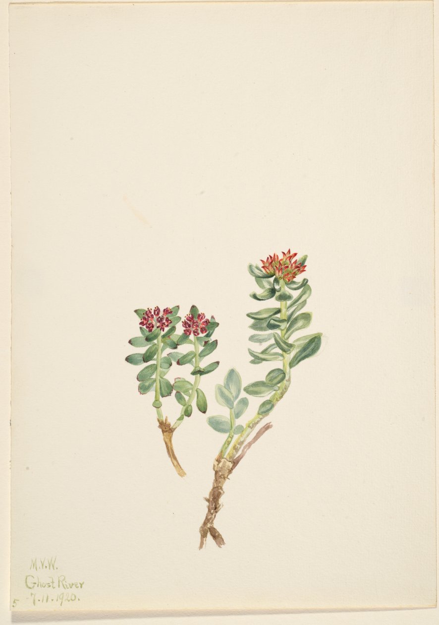 Sanifoiga nouseva, 1920. tekijältä Mary Vaux Walcott