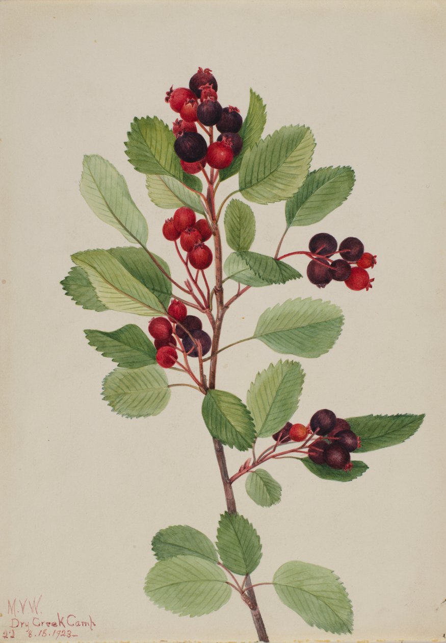Saskatoon (Amelanchier alnifolia) tekijältä Mary Vaux Walcott