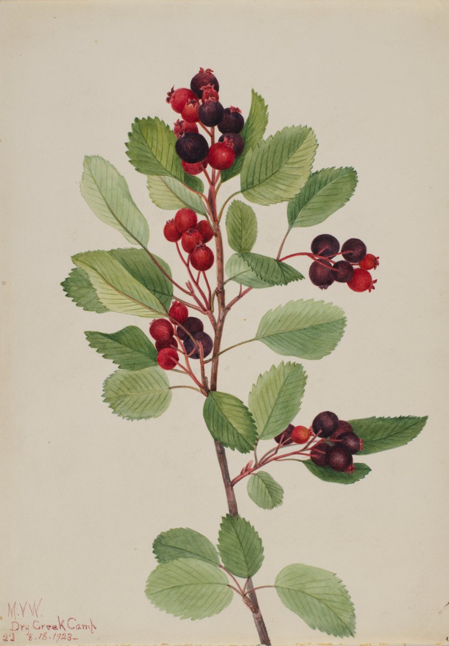 Saskatoon Amelanchier alnifolia, 1923. tekijältä Mary Vaux Walcott